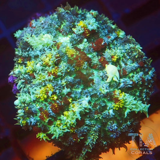 CCK Blue Ballz Bounce Mushroom - Live Softies Coral for Sale | TIA Coral