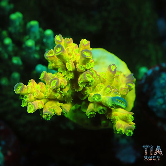 TIA Signature Luma King Acropora Colony (cut to order)