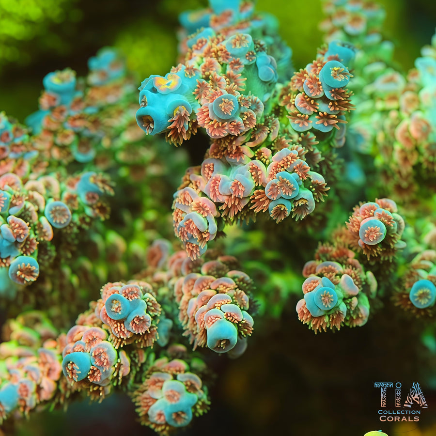 TIA Signature Ocean Warden Acropora Colony (cut to order), SPS coral