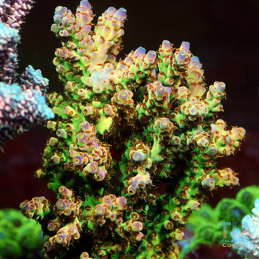 TIA Nebula Acropora Colony (cut to order)