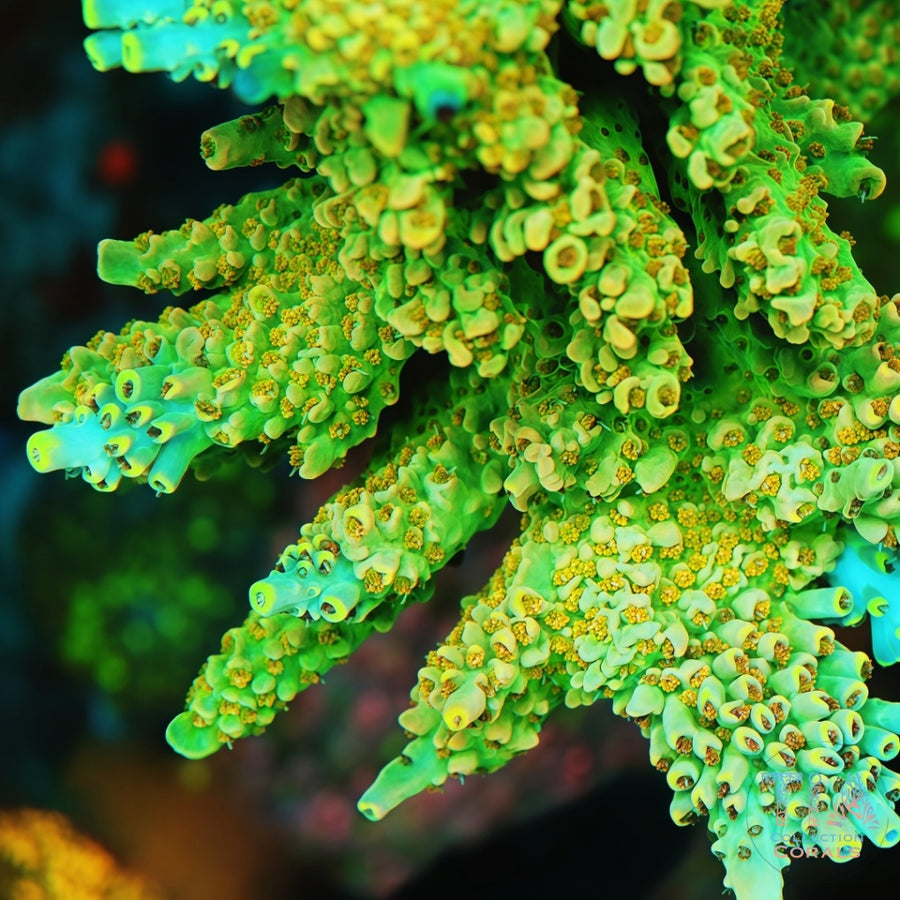 TIA Voltleaf Acropora Colony (cut to order), SPS coral