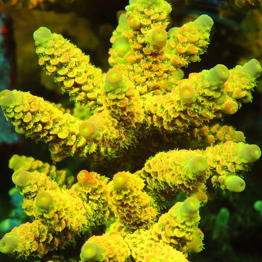 TIA Island Radiance Acropora Colony  (cut to order)