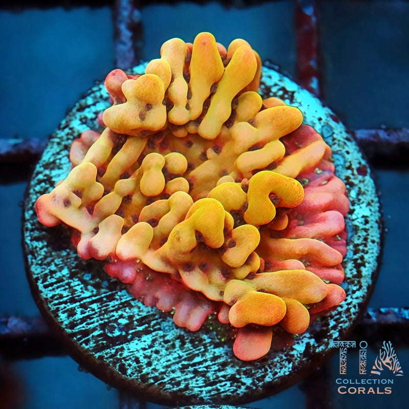 Cherry Pie Montipora Frag