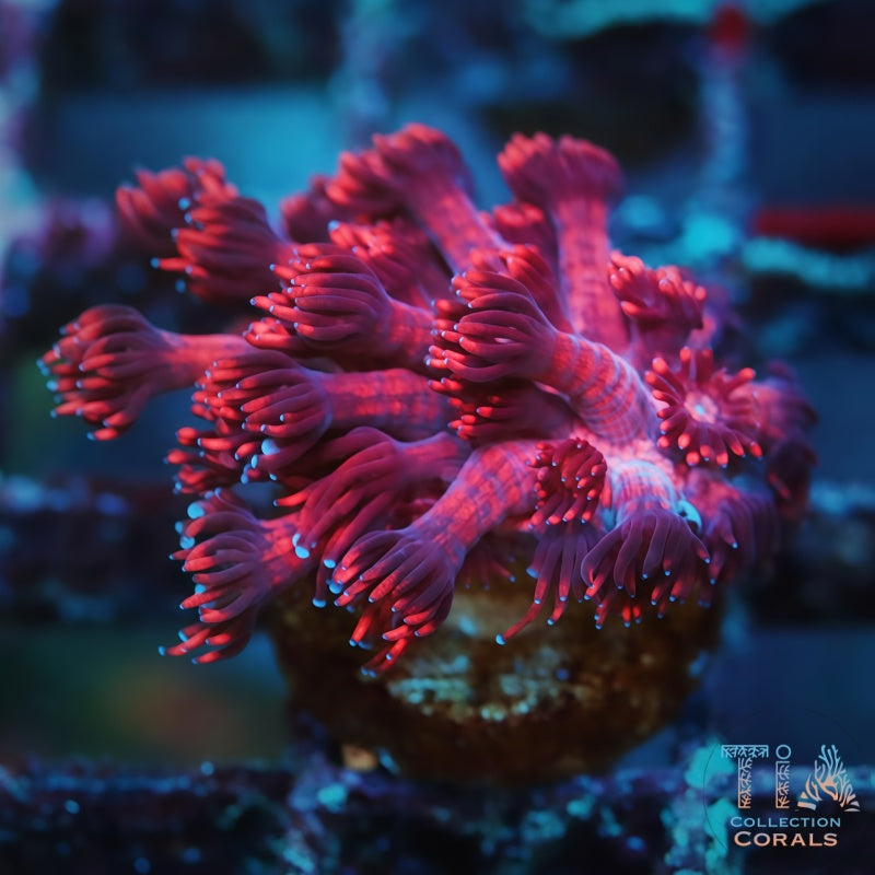 Cherry Red Goniopora