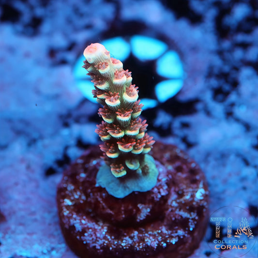Cherry Bomb Acropora