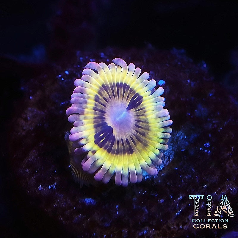 TIA Stratocaster Zoanthids Frag, soft coral