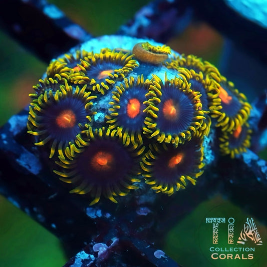 Citrus Zoanthids - Live Softies Coral for Sale | TIA Coral