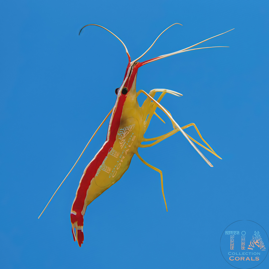 Skunk Cleaner Shrimp (fish cleaner), invertebrate