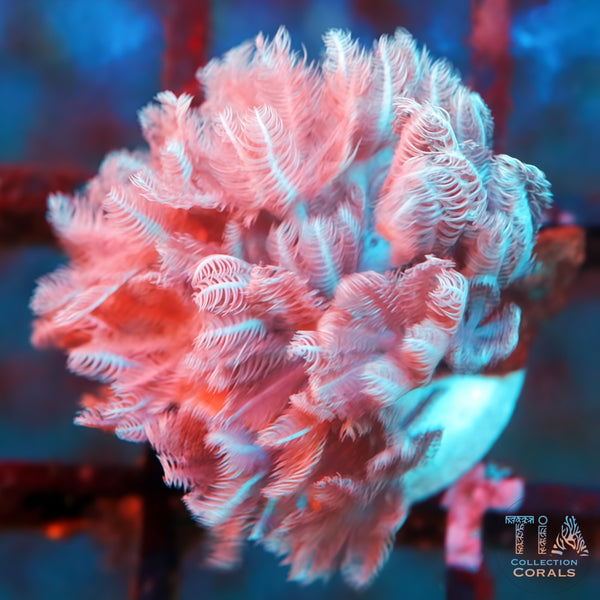 Red Sea Pulsing Xenia Softies Coral | TIA Coral