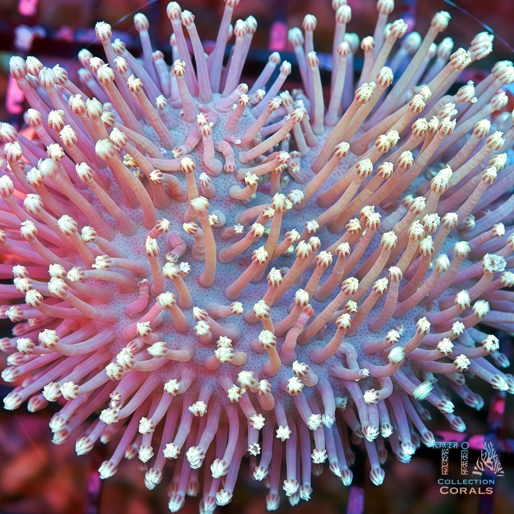 Japanese White Willow Toadstool