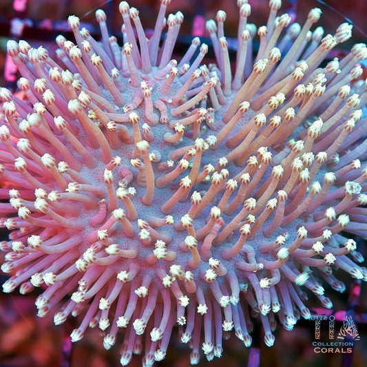 Japanese White Willow Toadstool