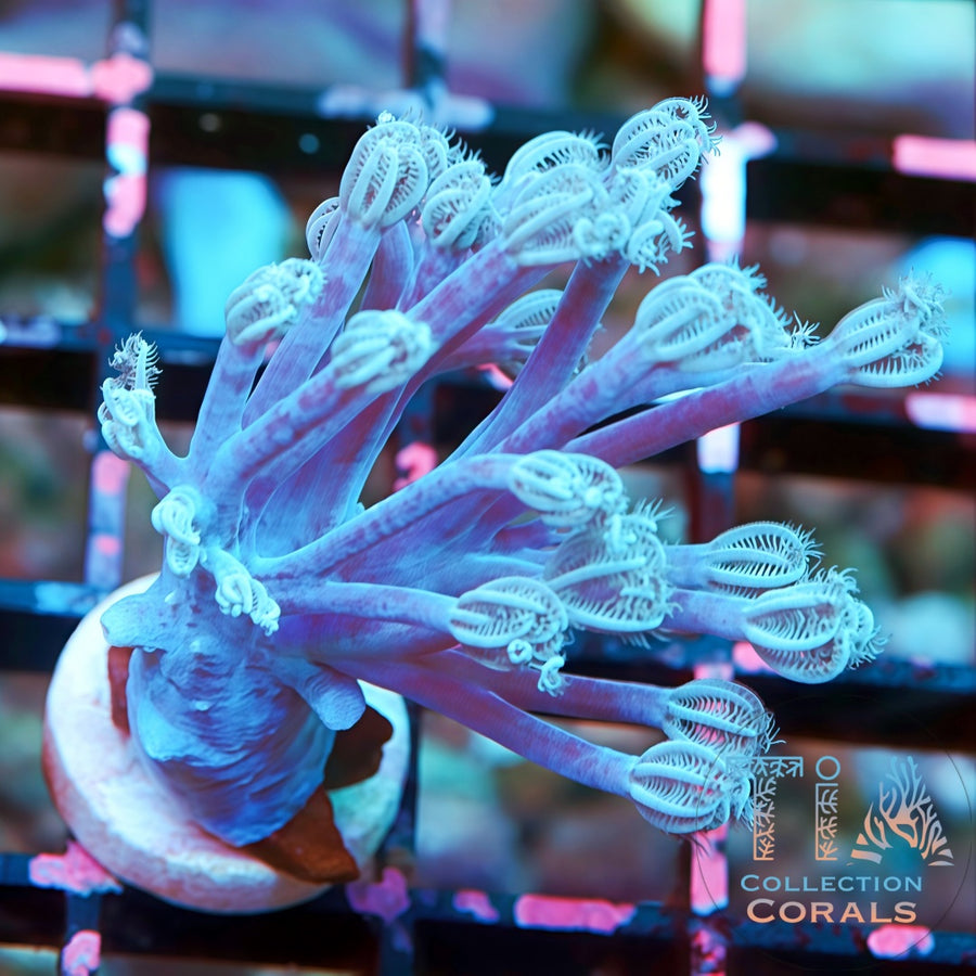 WWC True Blue Branching Xenia, soft coral