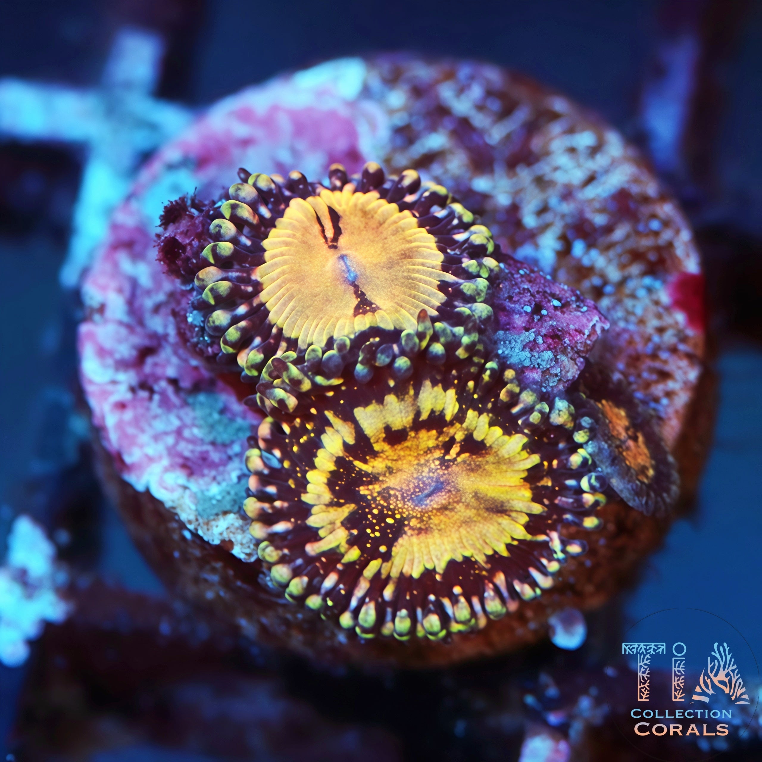 出售Zoanthid 珊瑚– 稀有Zoas 和Palythoas – TIA Corals