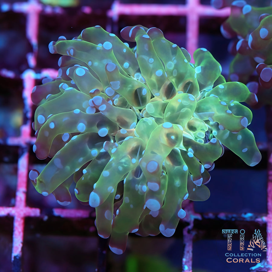 Multicolor Frogspawn, LPS coral