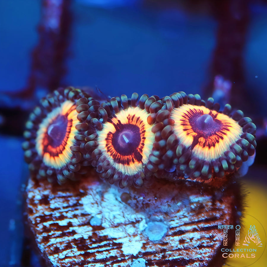 Vampire IN Drag Zoanthids, soft coral