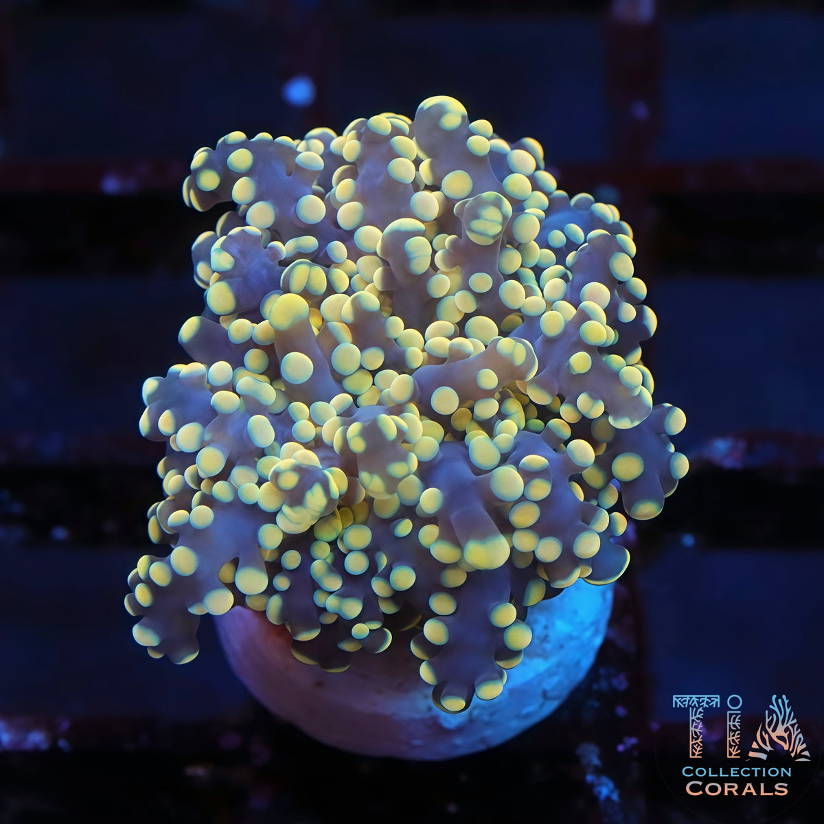 Frogspawn Corals