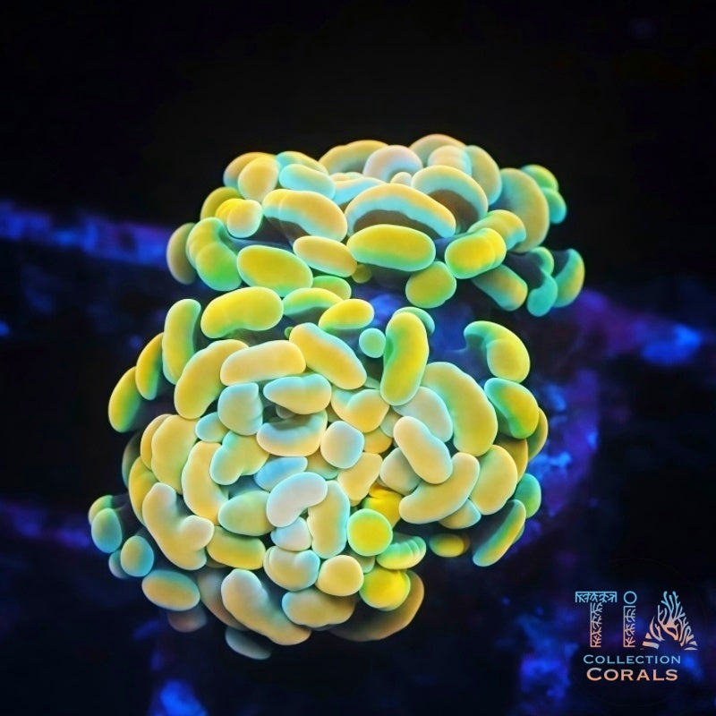 Cornbred's Rainbow Dream Branching Hammer Frag, LPS coral