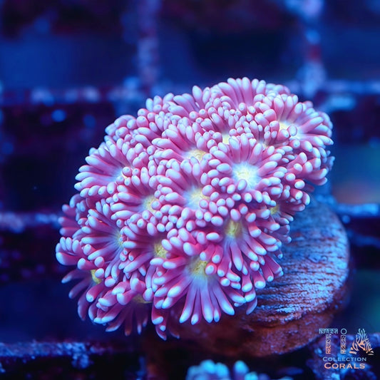 Cotton Rose Goniopora