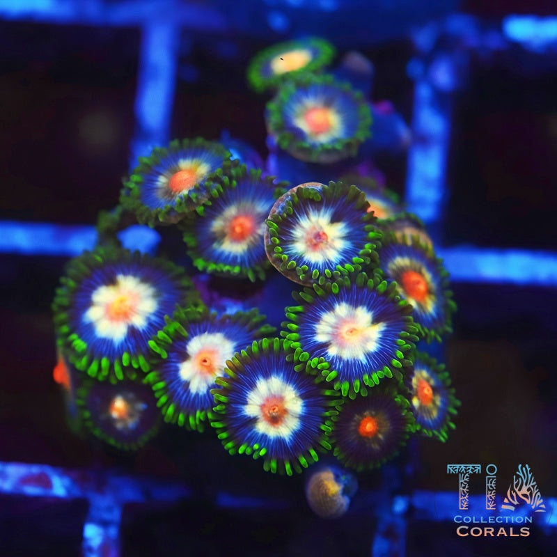 Daisy Cutter Zoanthids Frag, soft coral