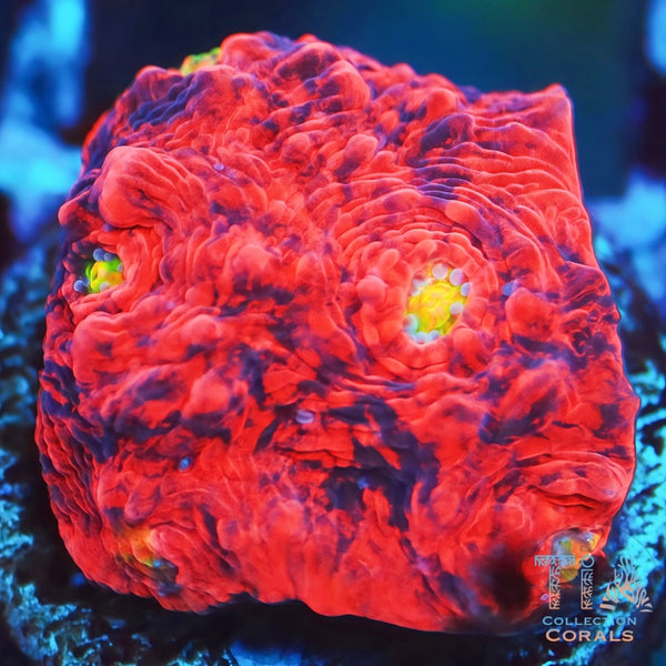 珊瑚 DeadPool Chalice LPS Coral | Tia Coral – TIA Corals