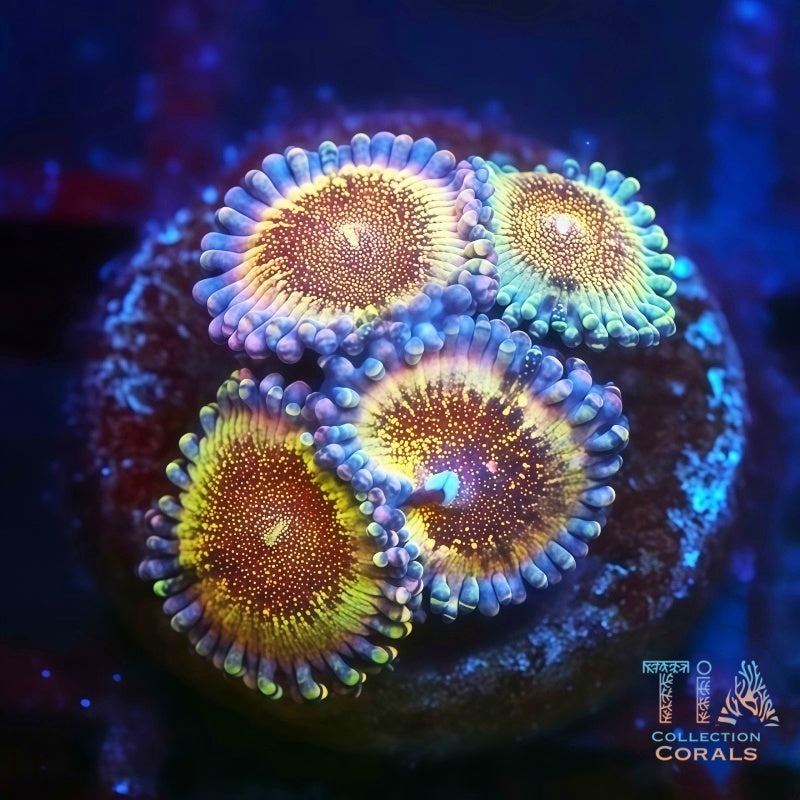 Death Star Zoanthids