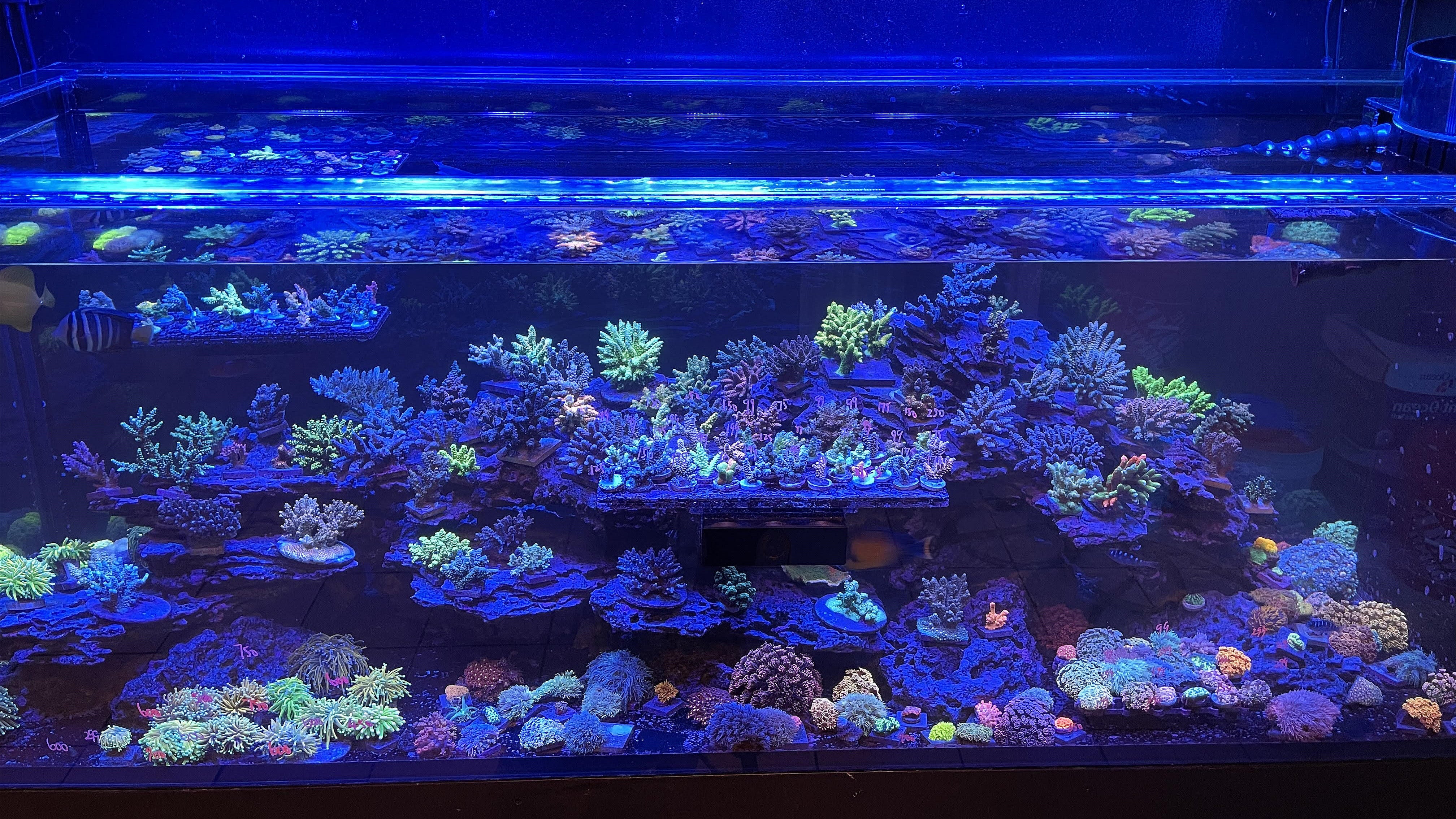 Established coral display system at TIA Collection Corals in Deer Park, New York