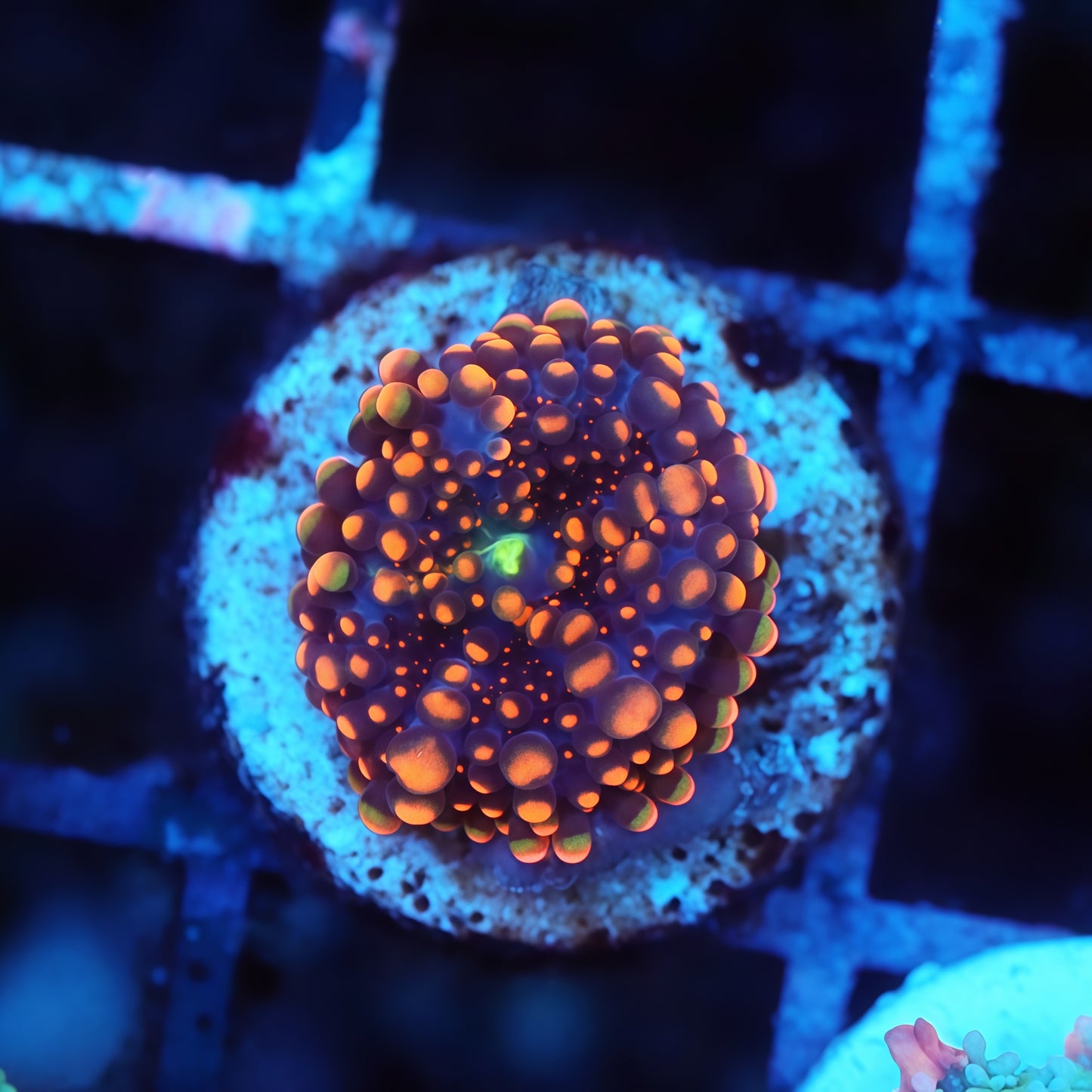 Mother Attached Tank Grown Dough Boy Mushroom 1