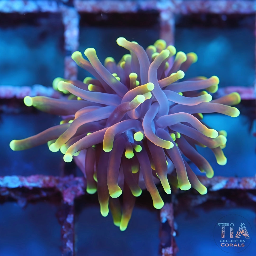 Dragon Soul Gold Torch - Live LPS Coral for Sale | TIA Coral