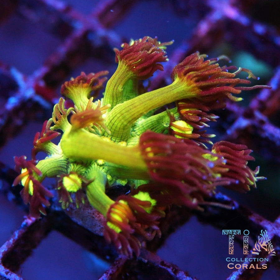 Electric Eye Goniopora Frag, LPS coral