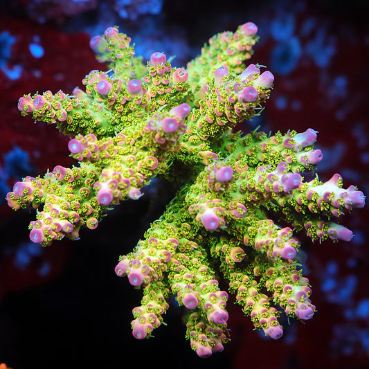 Chromaflare Acropora Tenuis 碎片
