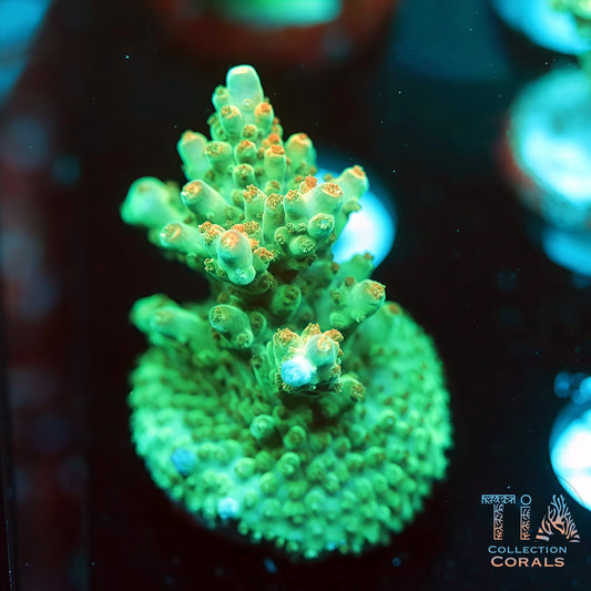 Glowline Acropora (Mini Colony) (Buy 1 Get 1 Free!)