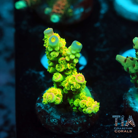 Golden Dynasty Acropora (Mini Colony) (Buy 1 Get 1 Free!)