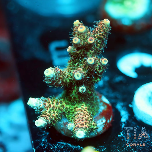 Melten Honey Comb Acropora (Mini Colony) (Buy 1 Get 1 Free!)