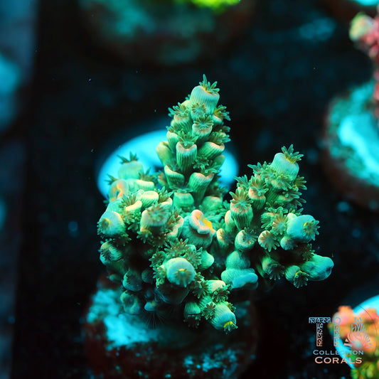TIA Azure Pupile (Mini Colony) (Buy 1 Get 1 Free!)