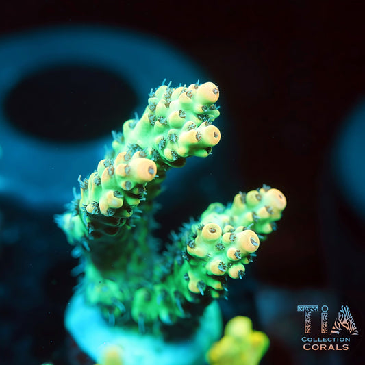 TIA Verdant Hive Acropora (Mini Colony) 1 (Buy 1 Get 1 Free!)