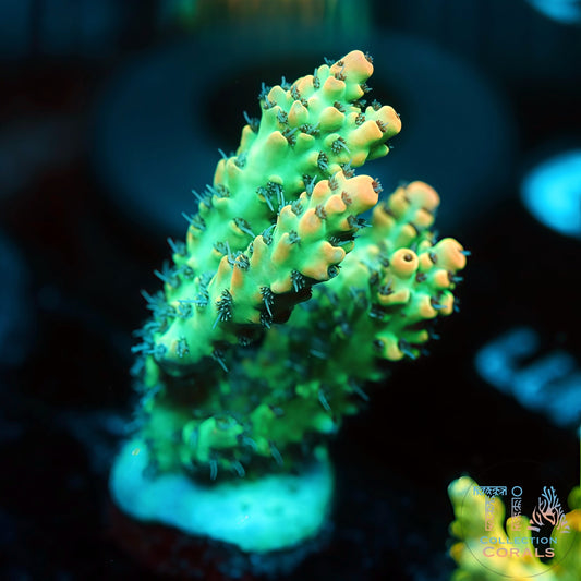 TIA Verdant Hive Acropora (Mini Colony) (Buy 1 Get 1 Free!)