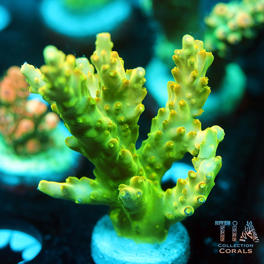 TIA Golden Knight Acropora (Mini Colony) (Buy 1 Get 1 Free!)