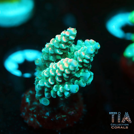 TIA Luma  Spire (Mini Colony) (Buy 1 Get 1 Free!)