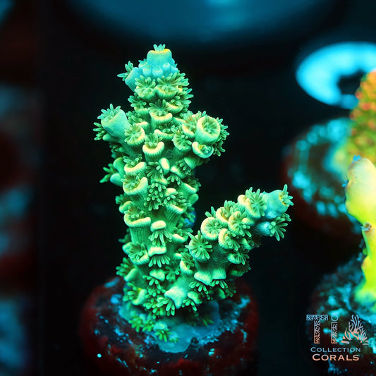 Blue Berries Acropora (Mini Colony) (Buy 1 Get 1 Free!)