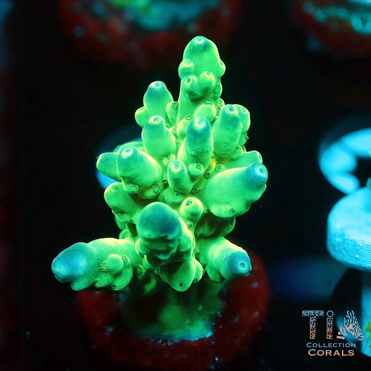 Green Hulk Acropora (Mini Colony) (Buy 1 Get 1 Free!)