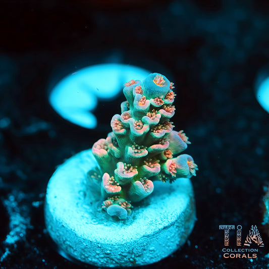 TIA Ocean Warden Tenius (Buy 1 Get 1 Free!)