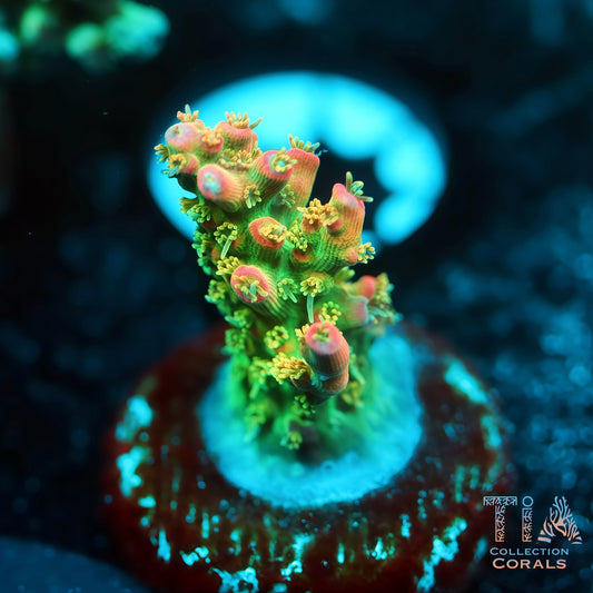 TIA Tropical Fairy 1 (Buy 1 Get 1 Free!)