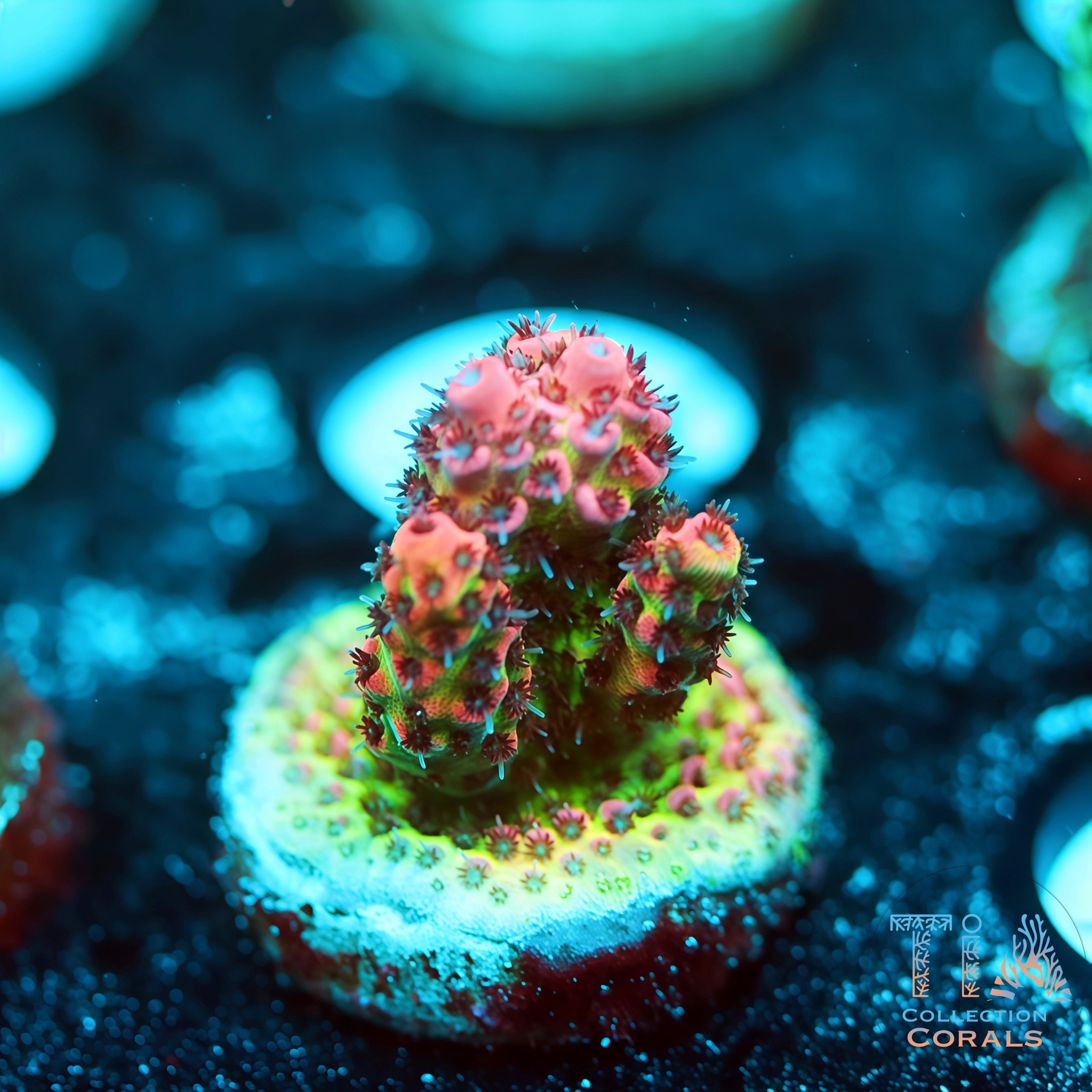 出售鹿角珊瑚– 优质SPS 珊瑚碎片和珊瑚群– TIA Corals