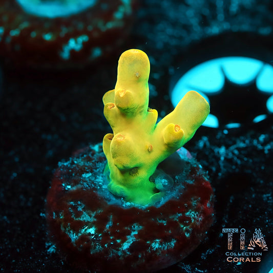 TIA Spectrum Core (Buy 1 Get 1 Free!)