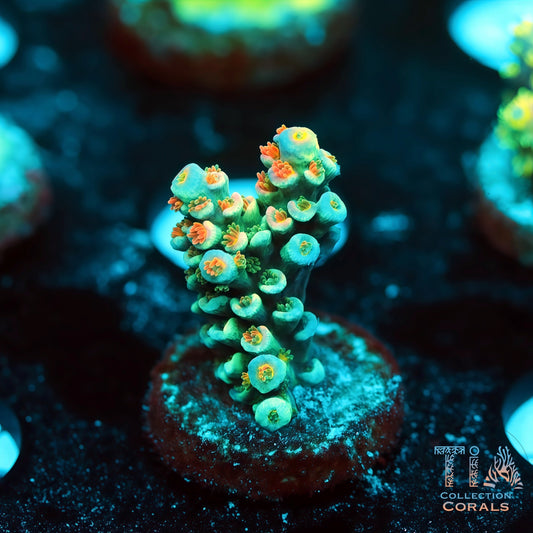 TIA Azure Pupil 2 (Buy 1 Get 1 Free!)