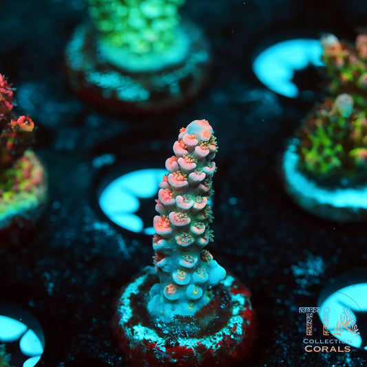 TIA Opal Pulse Acropora (Buy 1 Get 1 Free!)