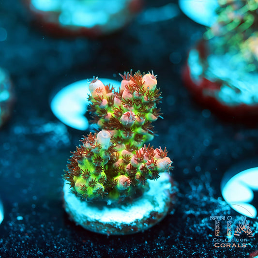 TIA Christmas Mirabillis 1 (Buy 1 Get 1 Free!)