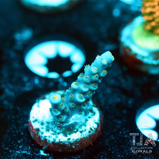 TIA Blue Reactor (Buy 1 Get 1 Free!)
