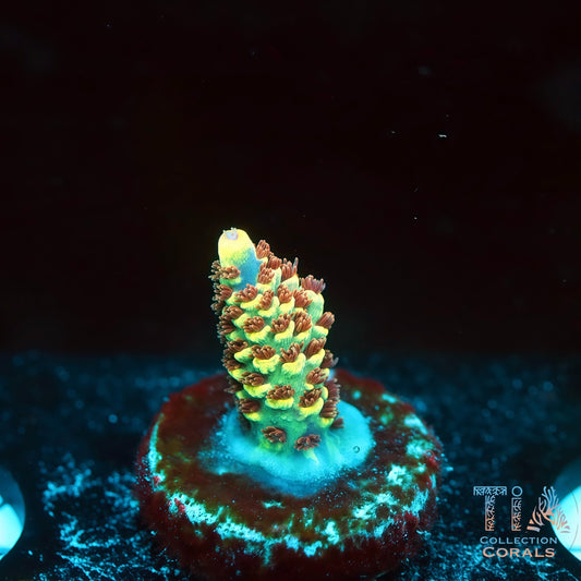 TIA Nebula Selago 1 (Buy 1 Get 1 Free!)