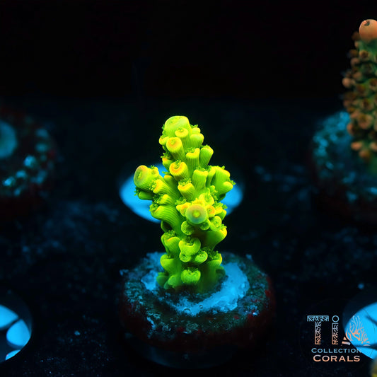 Neon Bloom (Buy 1 Get 1 Free!)